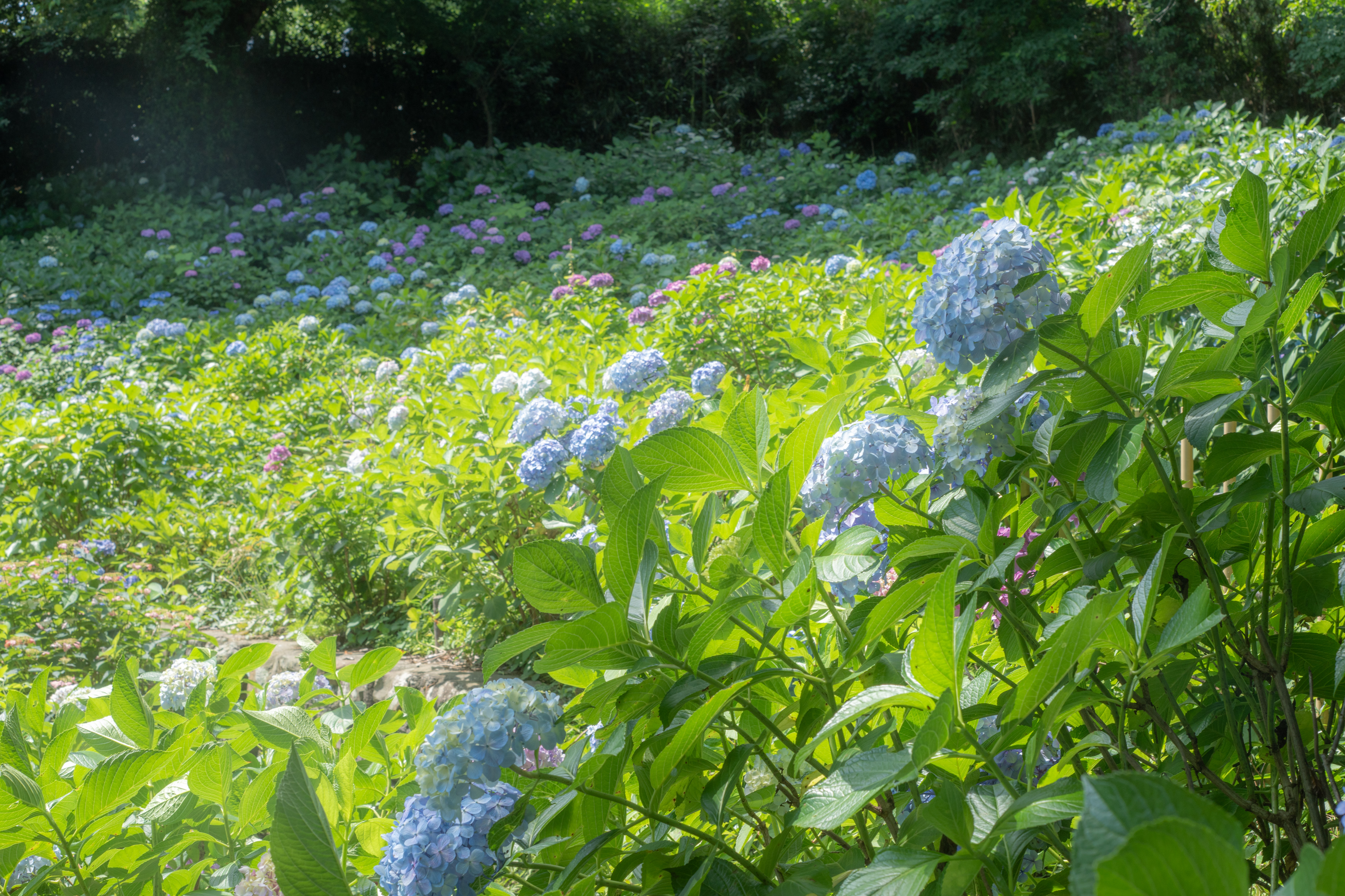 AIに風景写真のレタッチを頼んでみた